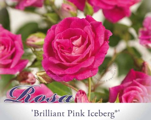 Foto van Trosroos ‘Brilliant Pink Iceberg’