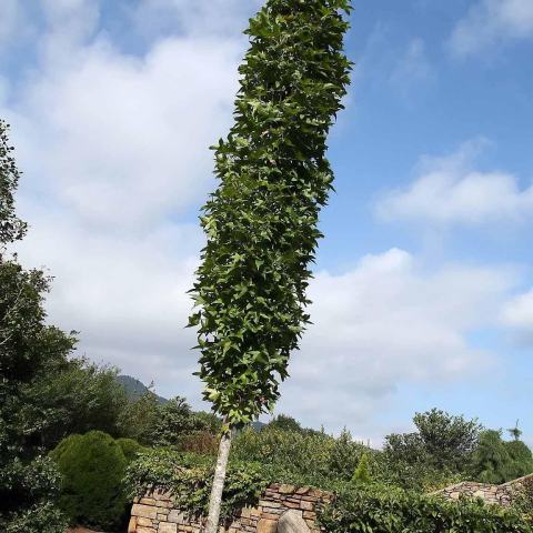Foto van Liquidambar 'Slender Silhouette'
