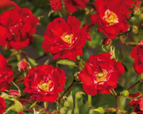 Foto van Klimroos ‘Rambling Rosie’