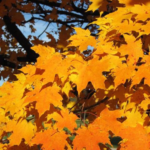 Foto van Acer 'Commemoration'