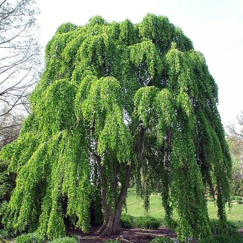Foto van Cercidiphyllum 'Pendulum'