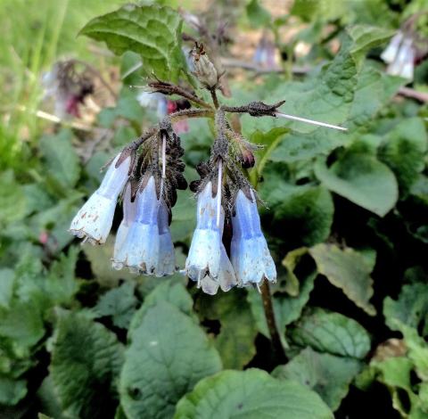 Foto van Blauwe smeerwortel