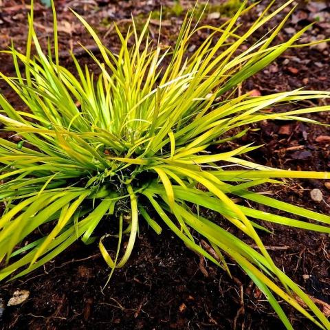 Foto van Acorus 'Minimus Aureus'