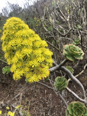 Foto van Aeonium