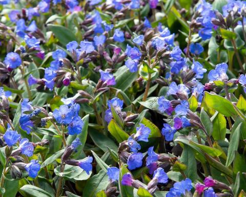 Foto van Longkruid ‘Blue Ensign’