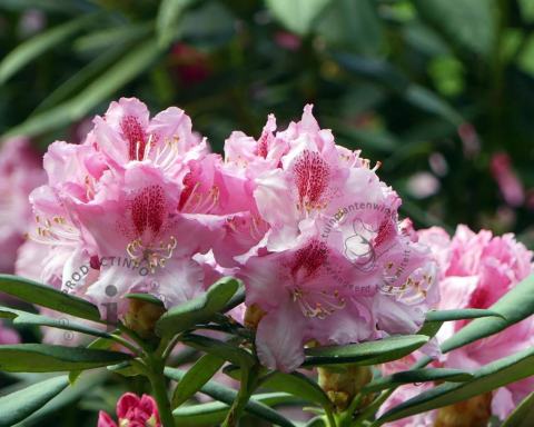 Foto van Rododendron ‘Albert Schweitzer’