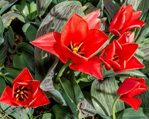Foto van Greigii-tulp ‘Roodkapje’