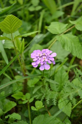 Foto van Schermscheefbloem