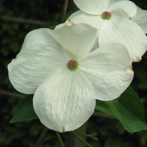 Foto van Cornus 'Rutban'