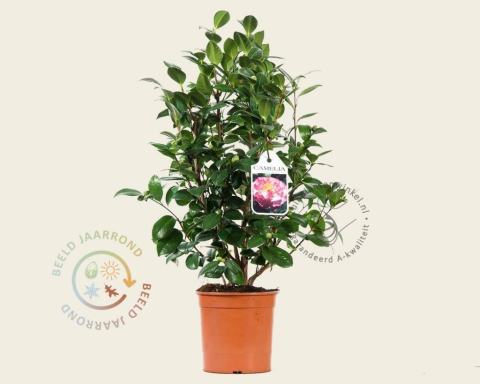 Foto van Camelia ‘Nuccio's Jewel’