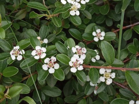 Foto van Tapijtcotoneaster