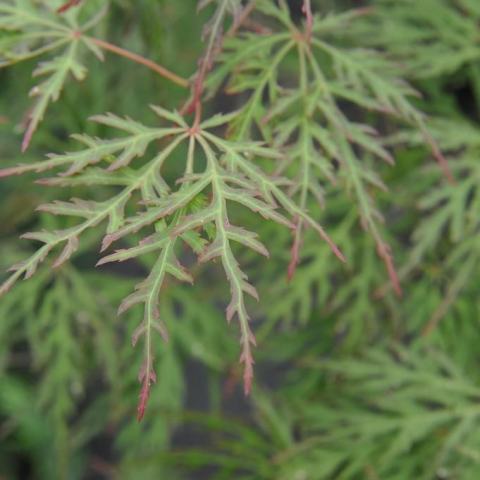 Foto van Acer 'Chantilly Lace'