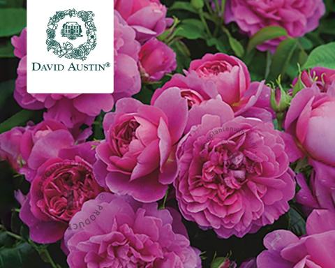 Foto van Engelse roos ‘Princess Anne’