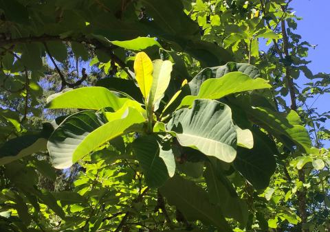Foto van Chinese kransmagnolia
