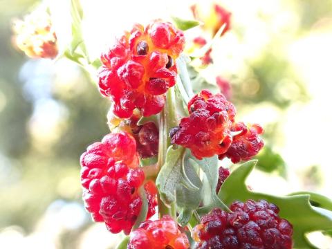 Foto van Rode aardbeispinazie