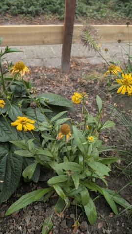Foto van Helenium 'Helenium autumnale'