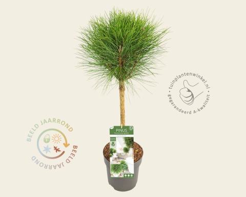 Foto van Zwarte den ‘Summer Breeze’