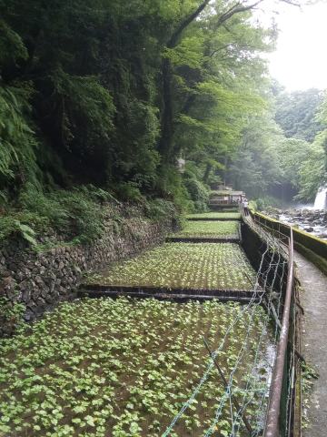 Foto van Wasabi