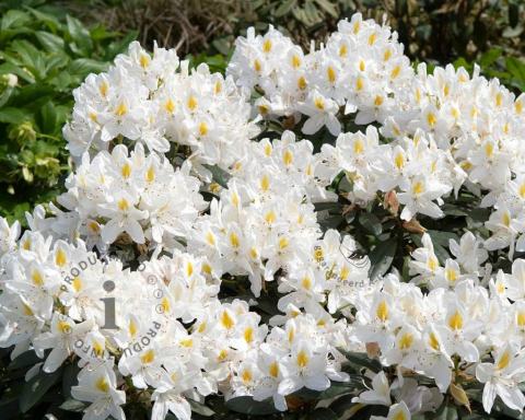 Foto van Rododendron ‘Madame Masson’