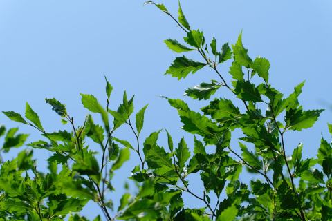 Foto van Fagus 'Asplenifolia'