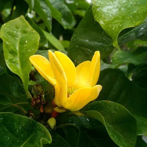 Foto van Magnolia 'Yellow Bird'