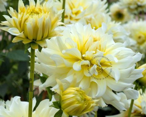 Foto van Dahlia ‘Grand Prix’