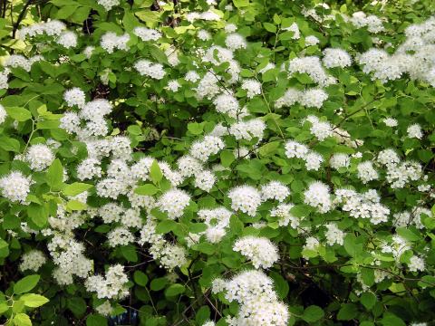 Foto van Iepspirea