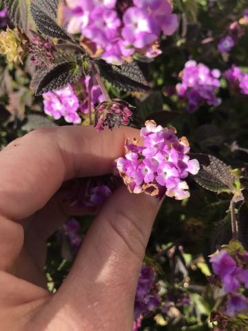 Foto van Kruipende wisselbloem