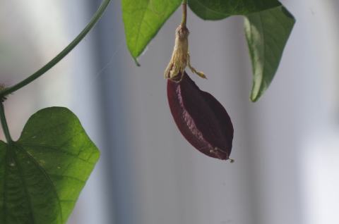 Foto van Vanillepassiebloem