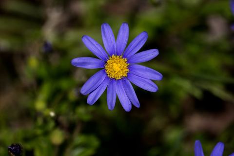 Foto van Blauw madeliefje