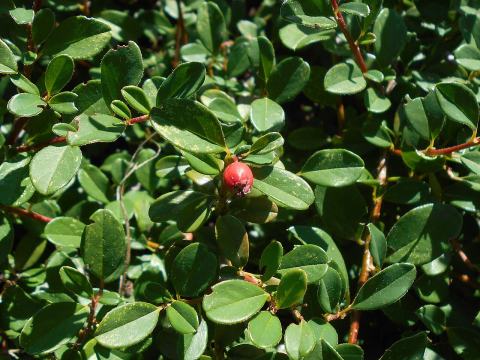 Foto van Zweedse cotoneaster