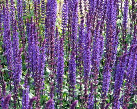 Foto van Salie ‘Caradonna’