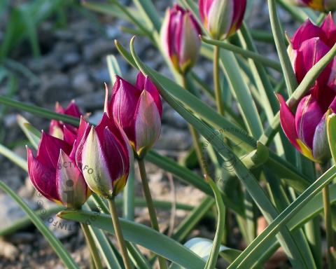 Foto van Botanische tulp ‘Persian Pearl’