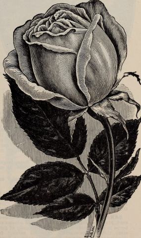 Foto van Magnolia 'Rose Marie'