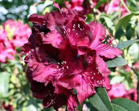 Foto van Rododendron ‘Marie Forte’