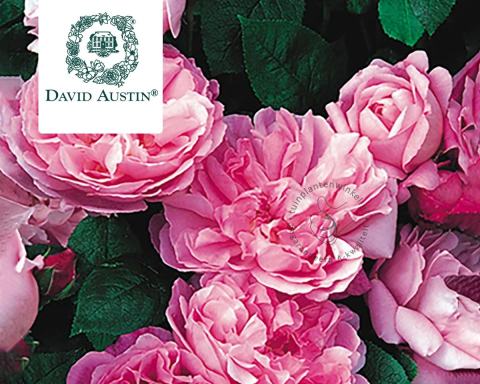Foto van Grootbloemige trosroos ‘Mary Rose’