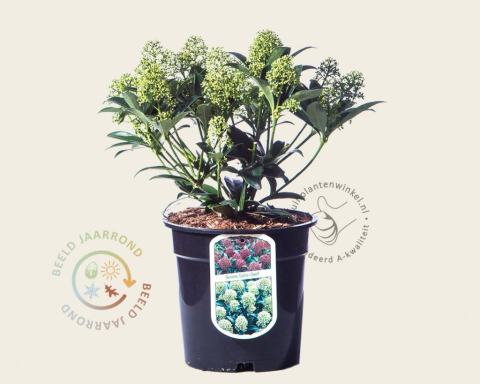 Foto van Skimmia (Mannelijk) ‘Godrie's Dwarf’