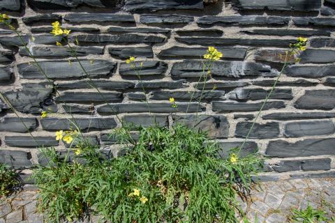 Foto van Wilde rucola