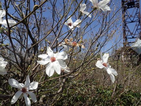 Foto van Wilgbladige magnolia