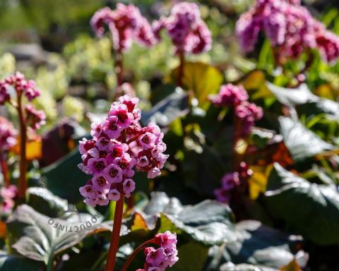 Foto van Schoenlappersplant ‘Bressingham Ruby’