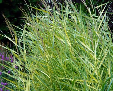 Foto van Echt riet ‘Variegata’