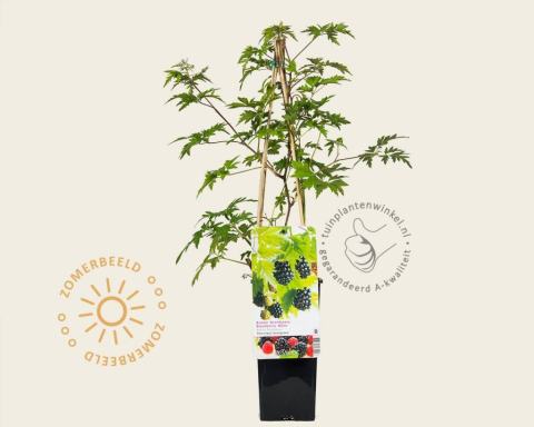 Foto van Doornloze braam ‘Thornless Evergreen’