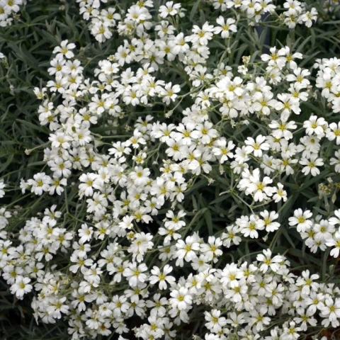 Foto van Kruipend gipskruid ‘Alba’