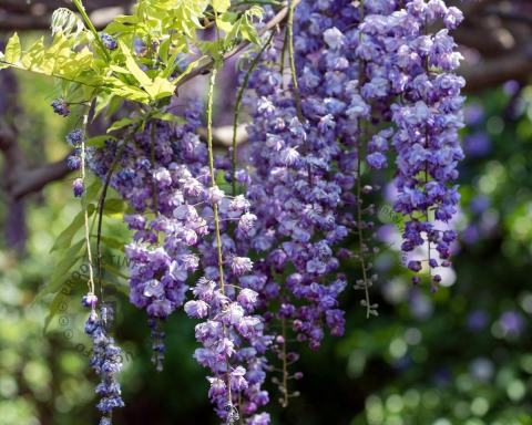 Foto van Blauwe regen (dubbelbloemig) ‘Violacea plena’