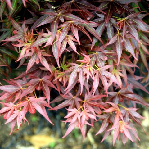 Foto van Acer 'Otake'