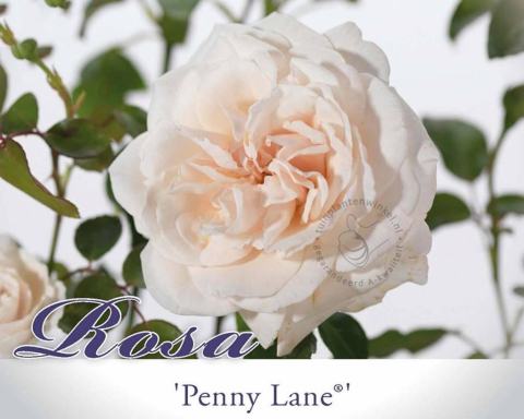 Foto van Klimroos ‘Penny Lane’