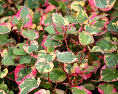 Foto van Moerasanemoon ‘Chameleon’