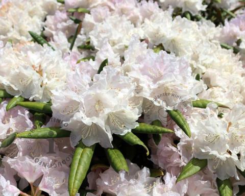 Foto van Rododendron ‘Schneekrone’