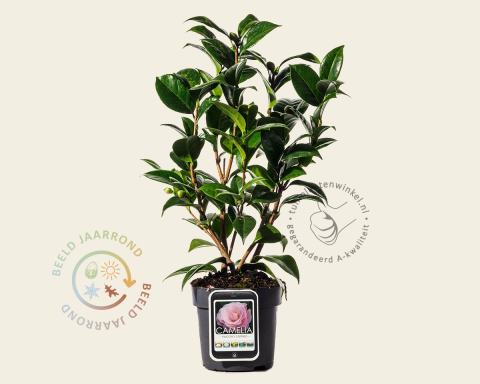 Foto van Camelia ‘Nuccio's Cameo’