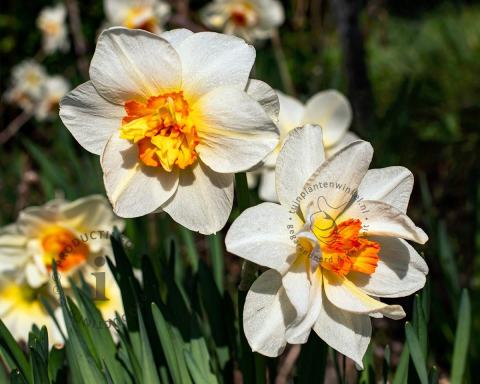 Foto van Narcis ‘Replete’
